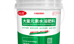 乡土王龙芳君：坚守初心，用匠心铸就品牌传奇